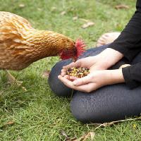 Pixwords La imagen con de pollo, las manos, comer, comida, hierba, verde Gillian08 - Dreamstime