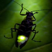 Pixwords La imagen con insecto, animal, salvaje, fauna, pequeño, hoja, verde Fireflyphoto - Dreamstime