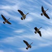 Pixwords La imagen con pájaros, cielo, mosca, nubes Scol22 - Dreamstime