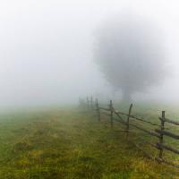 Pixwords La imagen con niebla, campo, árbol, cerca, verde, hierba Andrei Calangiu - Dreamstime