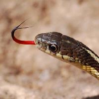 serpiente, animal, salvaje Gerald Deboer (Jerryd)