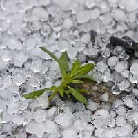Pixwords La imagen con perlas, hielo, lluvia, flor, verde, planta Dantautan - Dreamstime