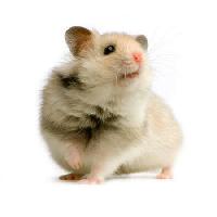 Pixwords La imagen con de rata, ratón, animal Isselee - Dreamstime