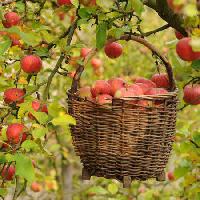 Pixwords La imagen con las manzanas, cesta, árbol Petr  Cihak - Dreamstime