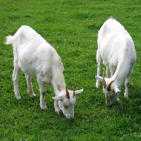 de los animales, cabra, cabras, verde, hierba Dimitar Marinov (Oorka)