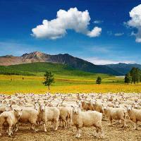 Pixwords La imagen con ovejas, naturaleza, montaña, cielo, nube, rebaño Dmitry Pichugin - Dreamstime