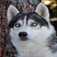 Pixwords La imagen con perro, ojos, azul, animal Mikael Damkier - Dreamstime