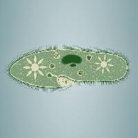 Pixwords La imagen con la huella, algas, verde, estrella, microscópico, el tejido Vladimir Zadvinskii (Vladimiraz)