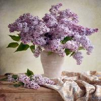 Pixwords La imagen con las flores, florero, púrpura, tabla, paño Jolanta Brigere - Dreamstime