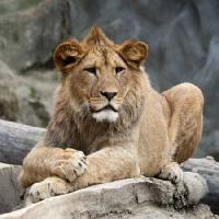 Pixwords La imagen con león, animal, salvaje, gato Marek Jelínek - Dreamstime