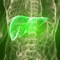 el hombre, el cuerpo, el hígado, órgano Sebastian Kaulitzki - Dreamstime