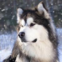 lobo, perro, animal, salvaje Lilun - Dreamstime