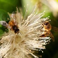 Pixwords La imagen con abejas, naturaleza, abeja, polen, flor Sheryl Caston - Dreamstime