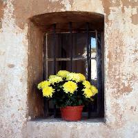 flores, flor, ventana, amarillo, pared Elifranssens
