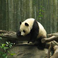 Pixwords La imagen con panda, oso, pequeño, negro, blanco, madera, bosque Nathalie Speliers Ufermann - Dreamstime