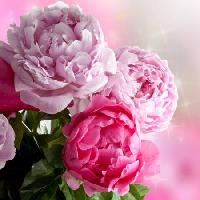 Pixwords La imagen con flor, flores, jardín, rosa Piccia Neri - Dreamstime