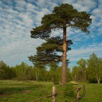 Pixwords La imagen con árbol, jardín, campo, naturaleza, cerca, camino, verde Konstantin Gushcha - Dreamstime