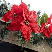 Pixwords La imagen con poinsettias, flor, rojo, jardín, plantas, de la navidad Jose Gil - Dreamstime