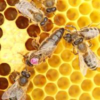 Pixwords La imagen con abejas, colmena, animales, insectos, insecto, animal, miel Rtbilder