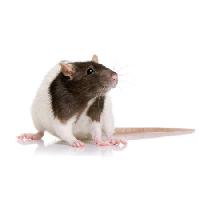 Pixwords La imagen con roedor, animal, ratón Isselee - Dreamstime