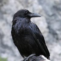 pájaro, negro, pico Matthew Ragen - Dreamstime