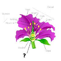 Pixwords La imagen con de la planta, dibujo, estambre, pétalo, filamento, óvulo Snapgalleria
