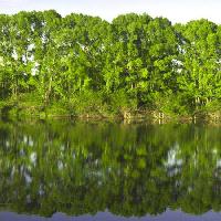 Pixwords La imagen con árbol, árboles, agua, verde, lago Vadim Yerofeyev - Dreamstime