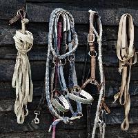 Pixwords La imagen con del caballo, cuerda, cuerdas, objetos Vladimir Lukovic (Radelukovic)
