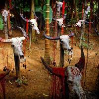 de cabeza, cabezas, cráneo, cráneos, sangre, árboles, animales Victor Zastol`skiy - Dreamstime