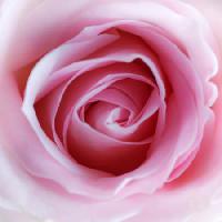 Pixwords La imagen con de flores, de color rosa Misterlez - Dreamstime