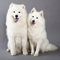 Pixwords La imagen con perro, animal, blanco Lilun - Dreamstime