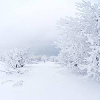 invierno, blanco, árbol Kutt Niinepuu - Dreamstime