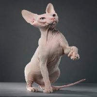 Pixwords La imagen con gato, animal, afeitada, Afeitado Krissilundgren - Dreamstime