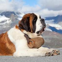Pixwords La imagen con perro, barril, montaña Swisshippo - Dreamstime