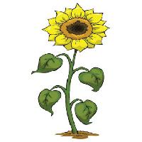 Pixwords La imagen con de color amarillo, crecer, flor, verde, planta Dedmazay - Dreamstime
