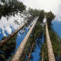 Pixwords La imagen con árbol, árboles, cielo, madera, nubes Juan Camilo Bernal - Dreamstime
