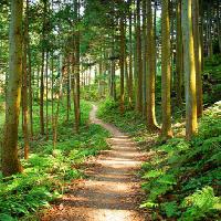 Camino, bosque, árboles, árbol, verde, vegetación Julija Nikerina - Dreamstime