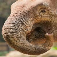 Pixwords La imagen con de triunfo, la nariz, tronco, elefante Imphilip - Dreamstime