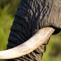 elefante, tronco, animal Villiers Steyn (Villiers)