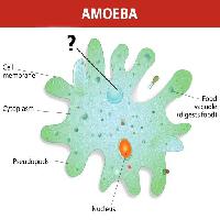 ameba, núcleo, comida, célula, celular Designua