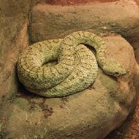 de serpientes, animales, salvaje, roca, rocas John Lepinski (Acronym)