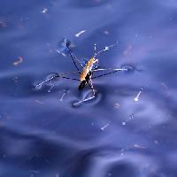 Pixwords La imagen con insecto, agua, flotador, azul Sergey Yakovlev (Basel101658)
