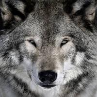 Pixwords La imagen con lobo, animal, salvaje, perro Alain - Dreamstime