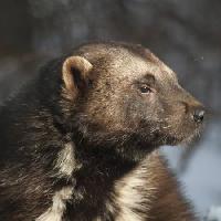 Pixwords La imagen con animal, oso, salvaje, fauna, piel Moose Henderson - Dreamstime